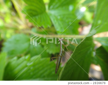 praying manti, bug, insect 2816678