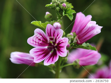 Red purple flower flower 2816750