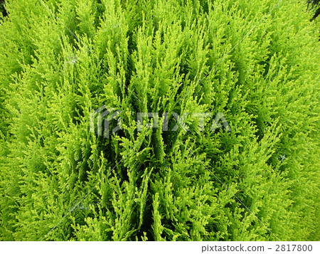 Konotegashi up 2817800