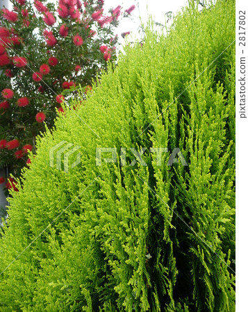 Conifer and brush tree Conifer and brush tree 2817802