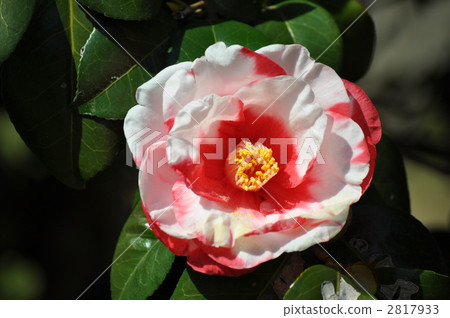 紅色和白色山茶花 紅色和白色山茶花 2817933