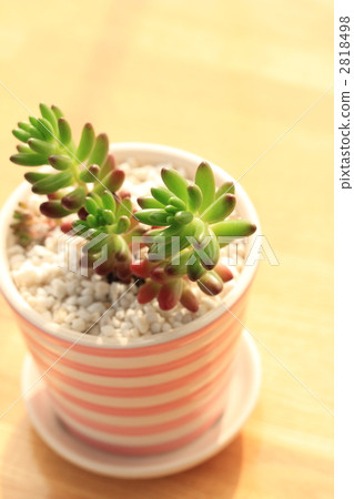 Space Nishiki 2818498