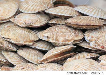 scallop 2818515
