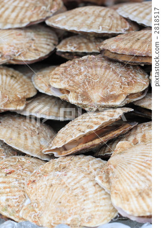 scallop 2818517
