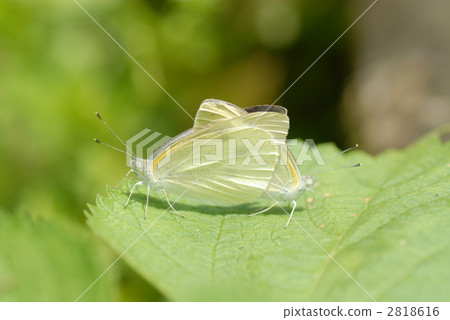 Copulation of Monstroca 2818616
