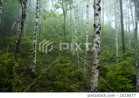 朦朧的白樺樹林 朦朧的白樺樹林 2818677