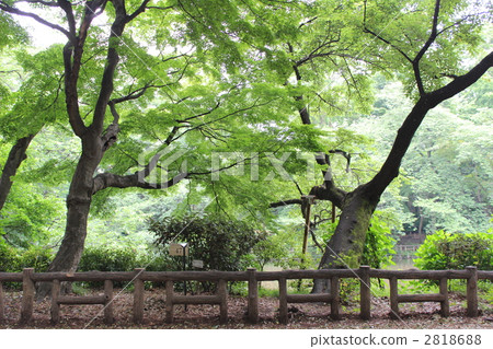 初夏公園 2818688