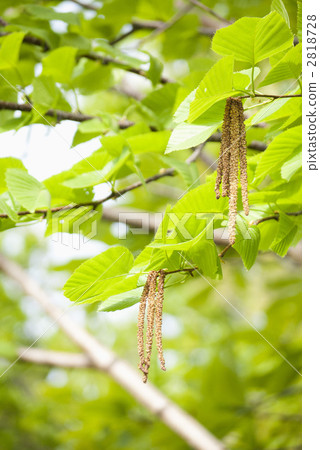 公花樺樹 2818728