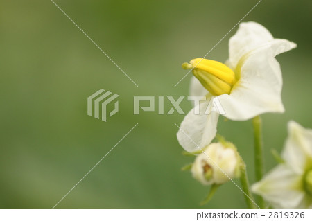 花朵 花 花卉 2819326