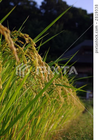 Evening rice field 2819338