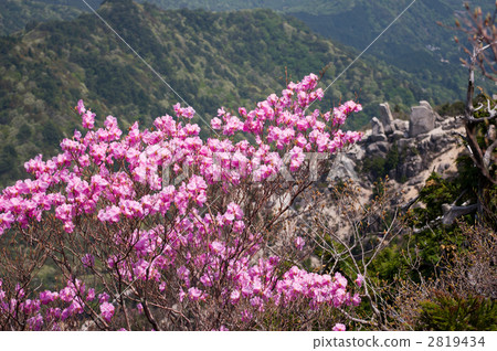 Akayashio mountain climbing road in full bloom (Okoto gakutake / middle climbing road) 2819434