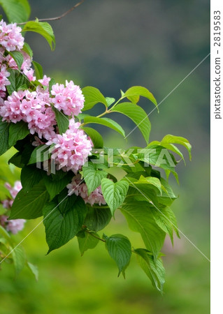 botanic, petal, petals 2819583