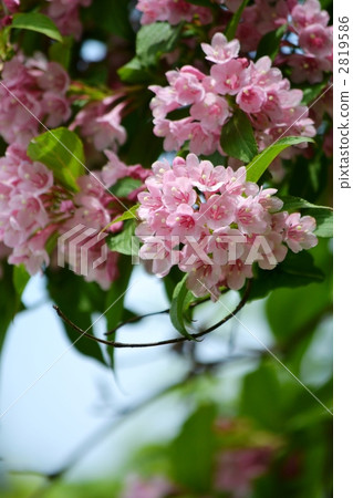 weigela hortensis, bloom, blossom 2819586