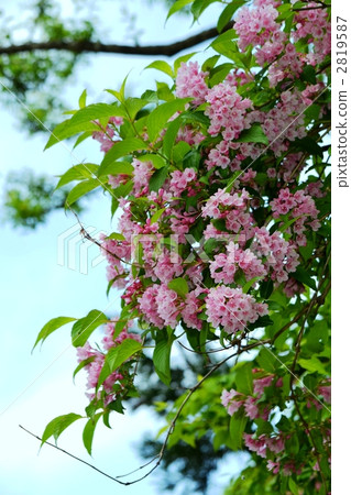 weigela hortensis, broadleaf tree, petal 2819587