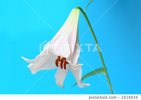 莎莎百合花發光的紅棕色花藥 莎莎百合花發光的紅棕色花藥 2819838