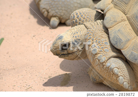 烏龜 大陸龜 塞舌爾 2819872