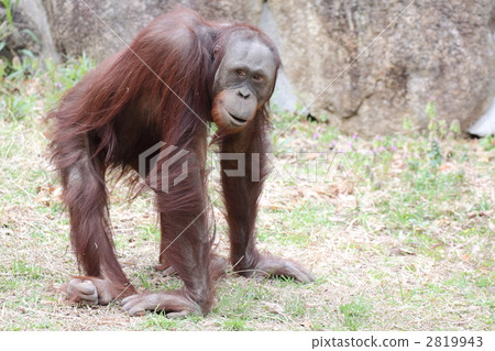 紅毛猩猩的女性 2819943