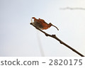 捉迷藏直到春天 2820175