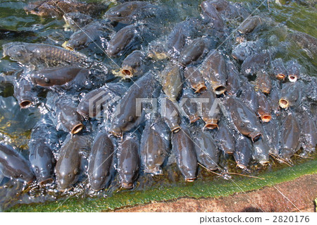 common carp, khoi, freshwater fish 2820176