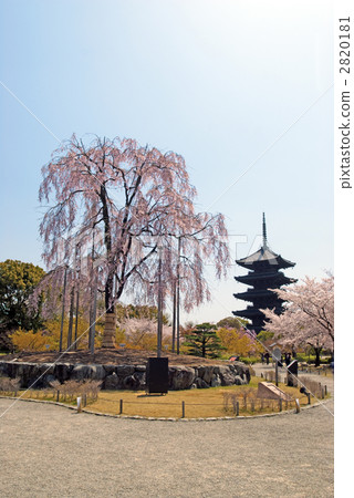 東條的富士櫻花和五層寶塔 2820181