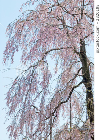 在Toji寺的京都富士櫻花的題字櫻花 2820198