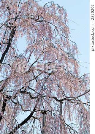 The inscription cherry blossoms in Kyoto Fuji cherry tree at Toji Temple 2820205