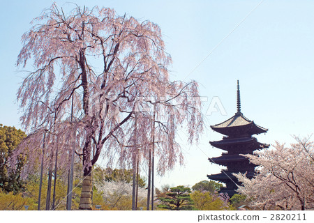 東條的富士櫻花和五層寶塔 2820211