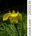 Kishoub 2820236