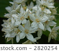 Marbutsugi 2820254