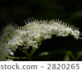 Viburnum 2820265