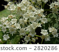 Viburnum 2820286