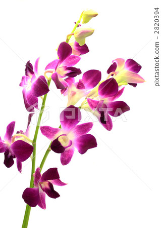 Denfare Denfare 2820394