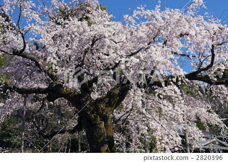 丸山公園櫻花 丸山公園櫻花 2820396