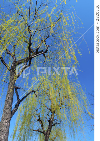 Gion Shirakawa, weeping willow 2820516