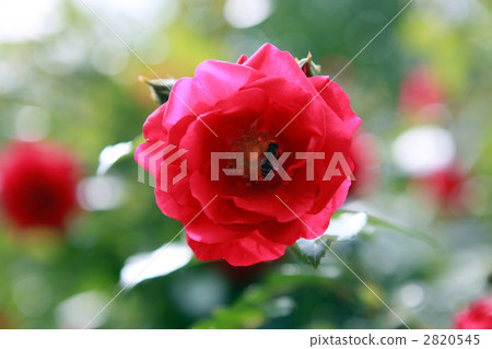 Tradition 95 (rose) and bee 2820545