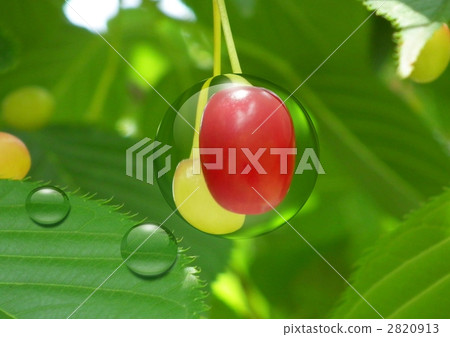 Cherries in the park 2820913