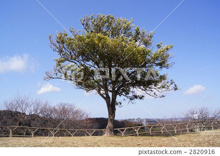 Tabura Umeno Ippatsuki Tabura Umeno Ippatsuki 2820916