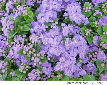 Ageratum (cuckoo thistle) Ageratum (cuckoo thistle) 2820973