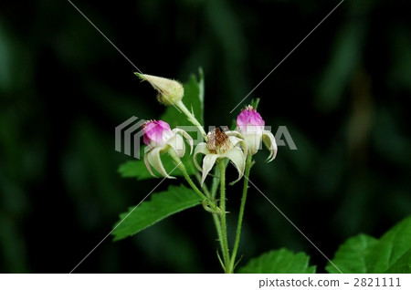 照片 navales草莓 首頁 照片 健康_美容 疾病 花粉過敏 navales草莓 *