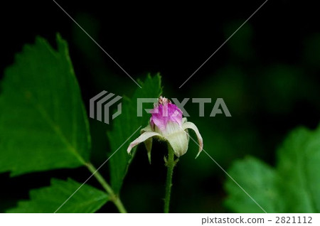 Navales strawberry Navales strawberry 2821112