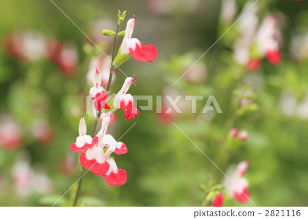 baby sage, salvia microphylla, hot lips flower 2821116