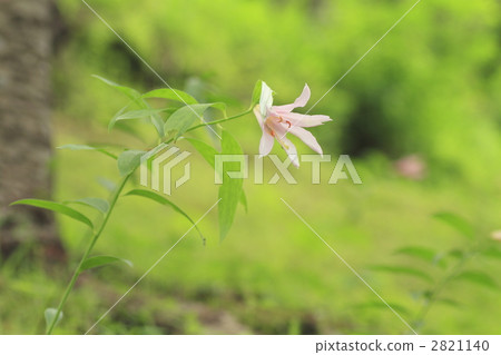 玫瑰百合 百合 星百合 2821140