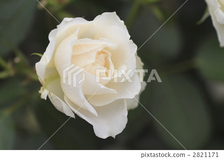 prince of wales, White Rose, rose 2821171