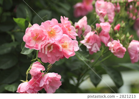 lyric, rose, roses 2821213