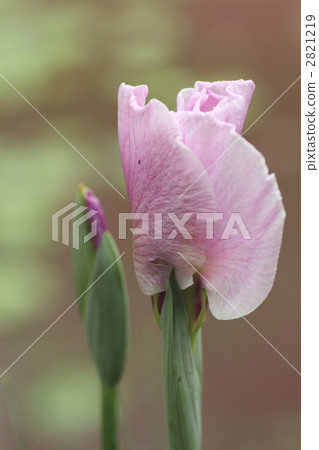 iris, backdrop, background 2821219
