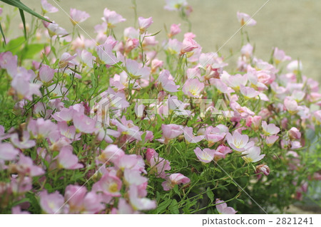 紅花月見草 艷麗的月見草 植物 2821241