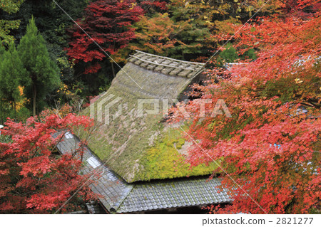 嵯峨野 嵯峨野 2821277