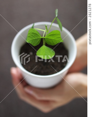 花盆 生態學 生態 2821278