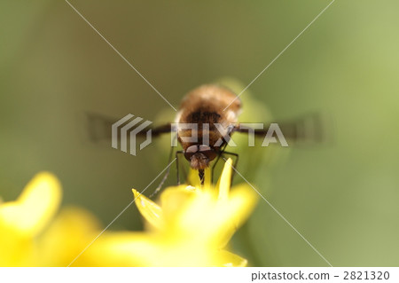 Dot Triobu下面 2821320