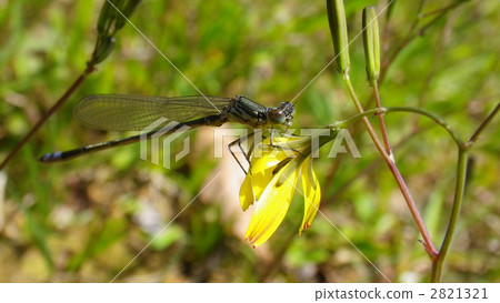 Ao montitonbo 2821321